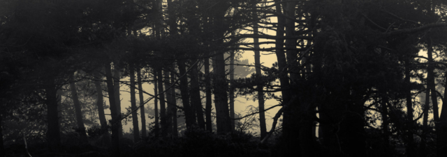 Misty Forest