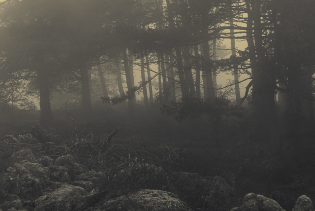 Misty Forest