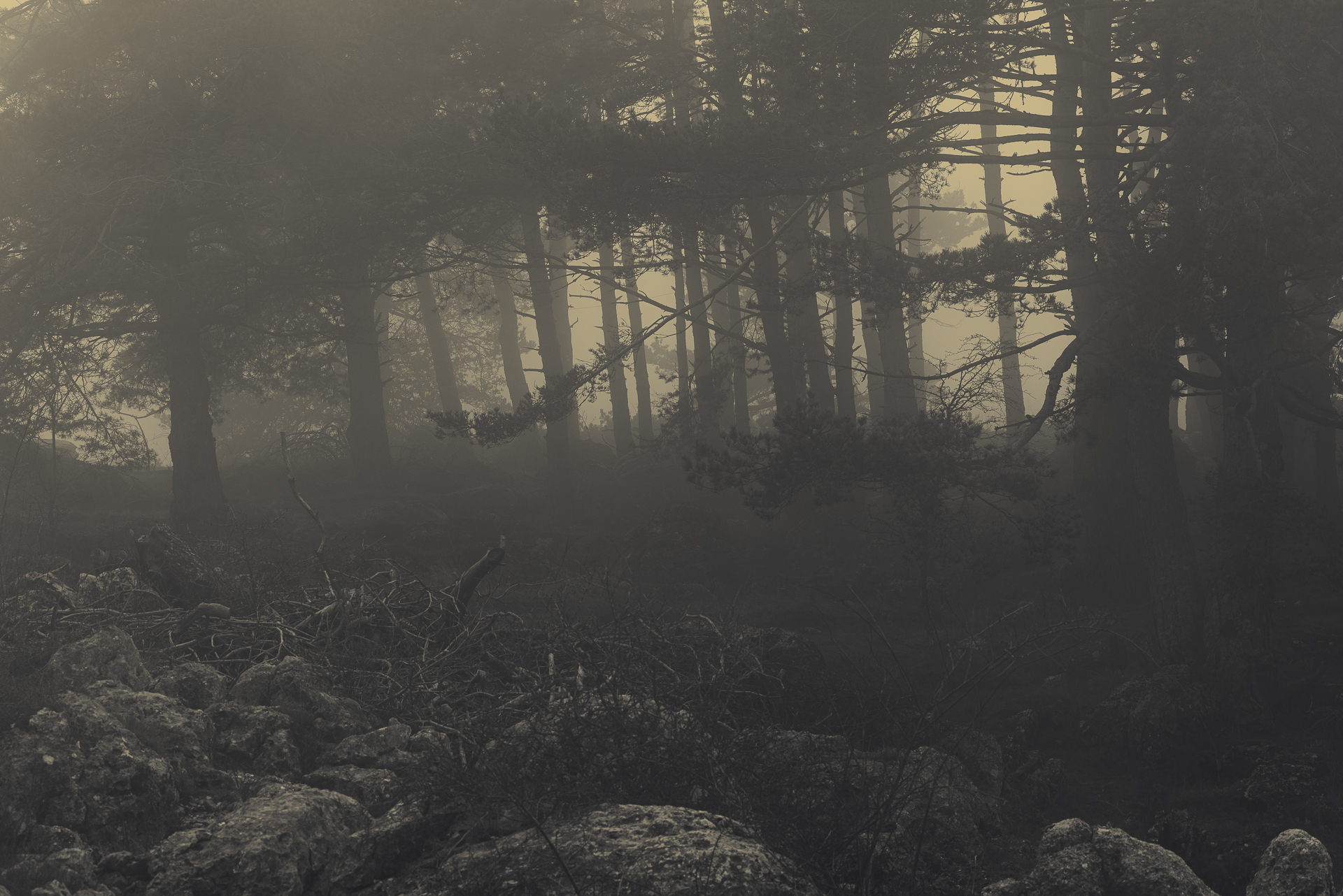 Misty Forest
