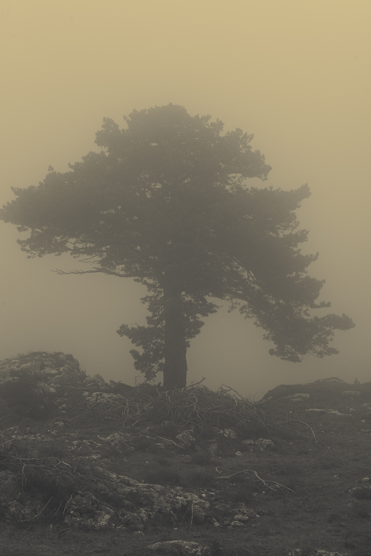 Misty Tree
