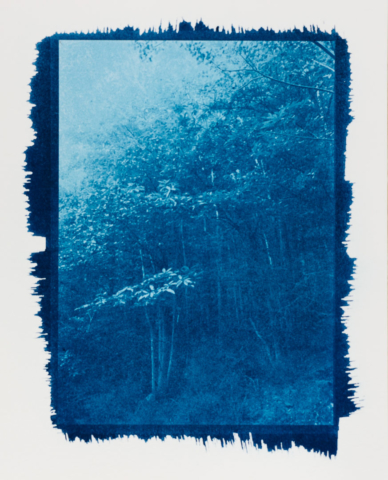 In The Forest
