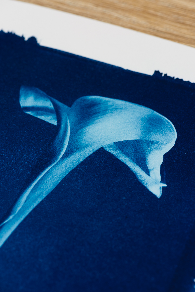 Arum – Image 3