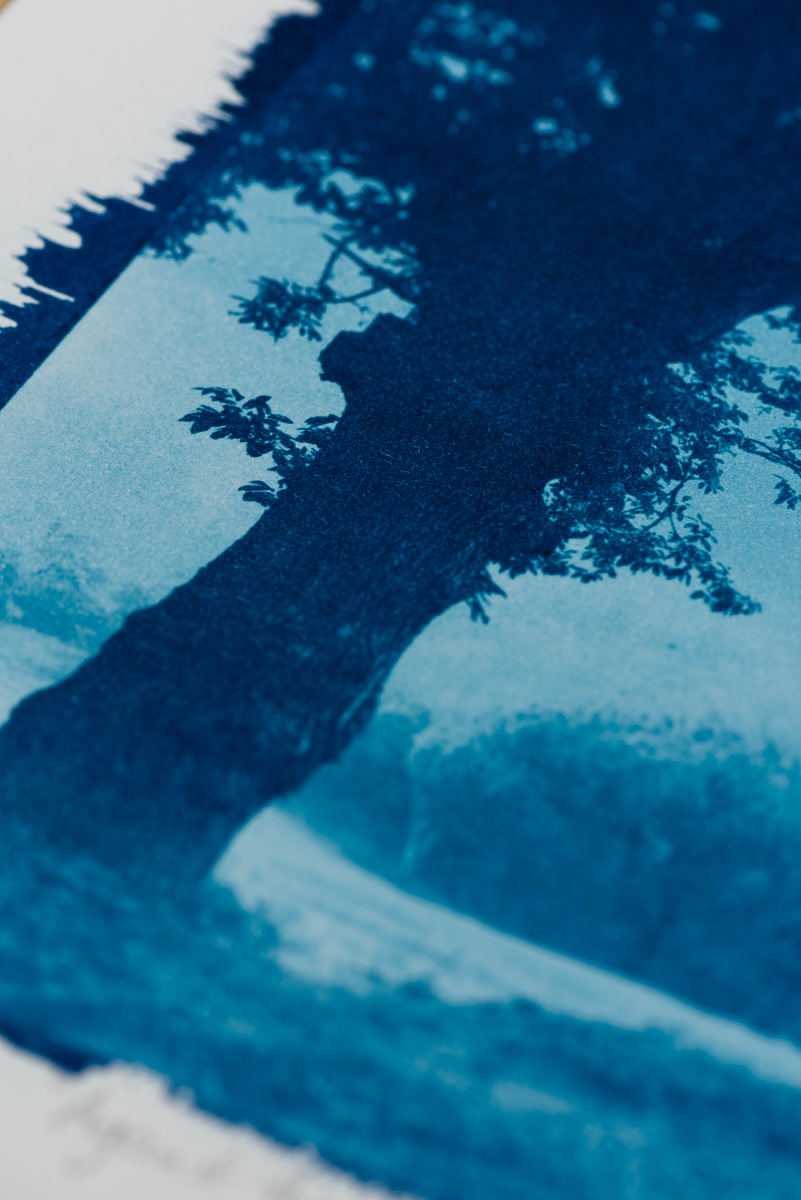 Lonely Tree – Image 3