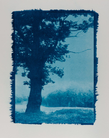 Lonely Tree